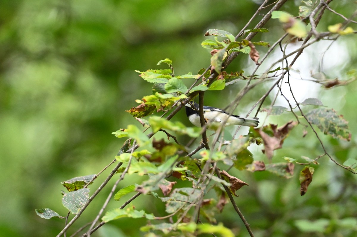 Black-throated Blue Warbler - ML642408701