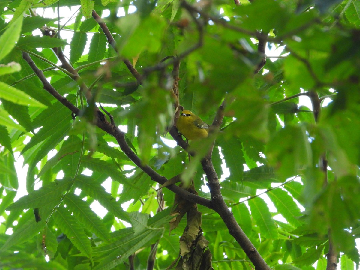 Blue-winged Warbler - ML642408705