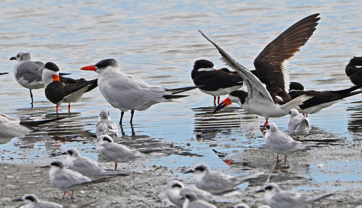 Caspian Tern - ML642408711