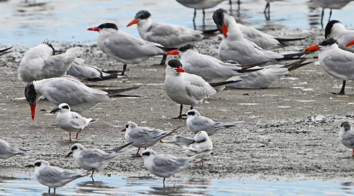 Caspian Tern - ML642408713