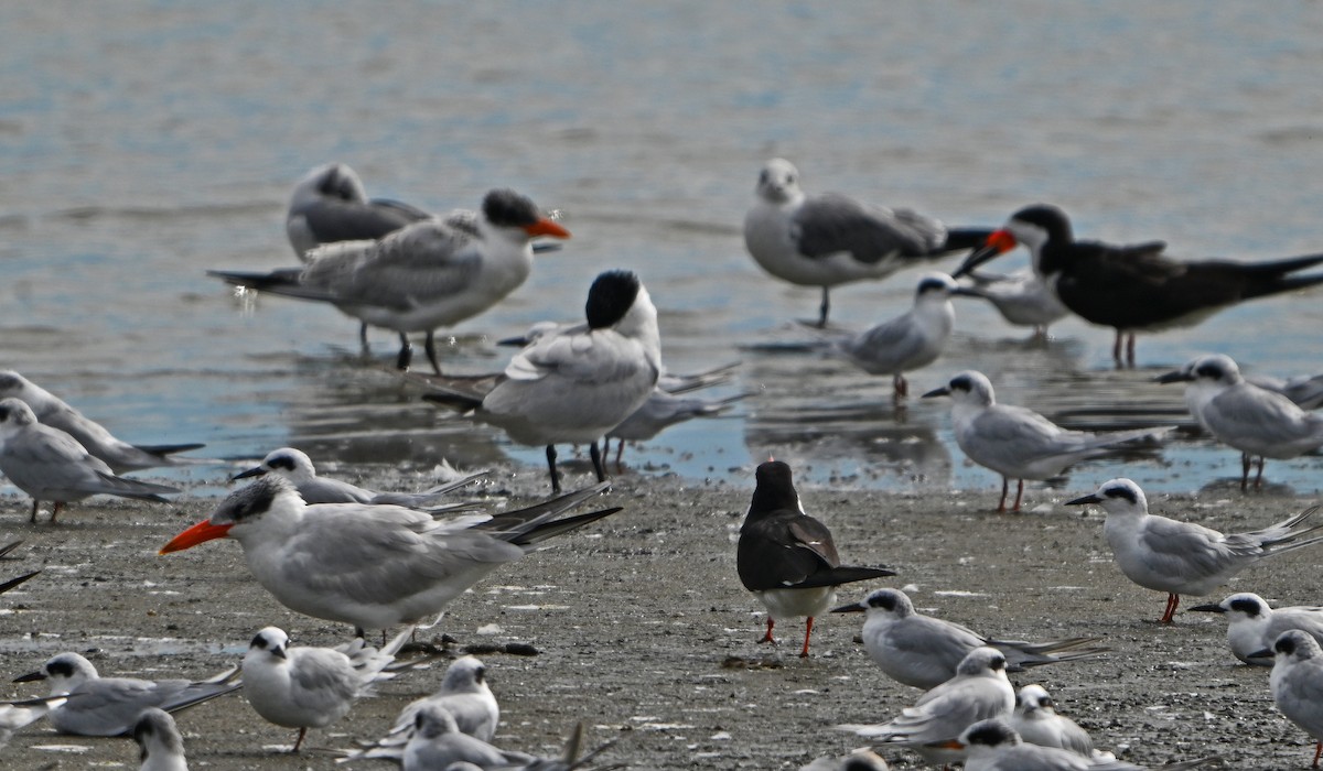 Caspian Tern - ML642408714