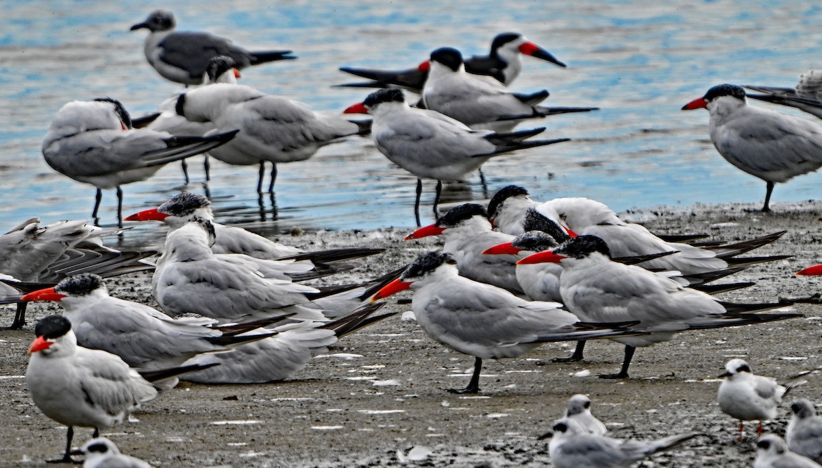 Caspian Tern - ML642408715