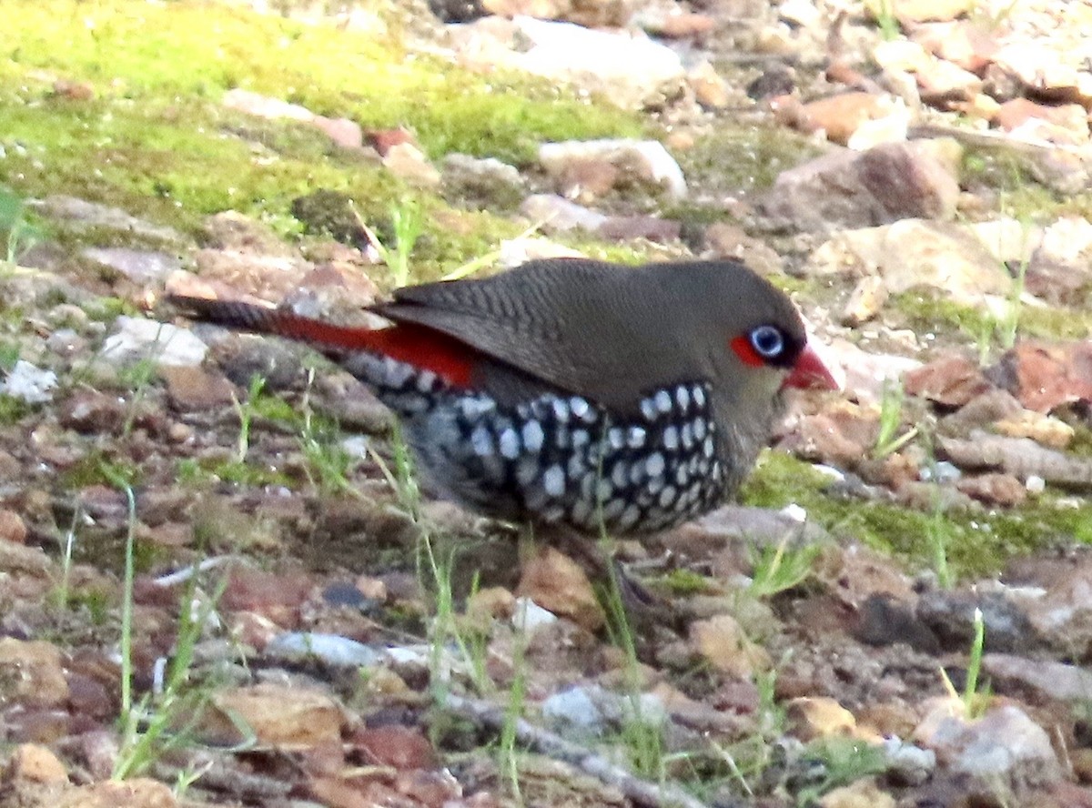 Red-eared Firetail - ML642408717