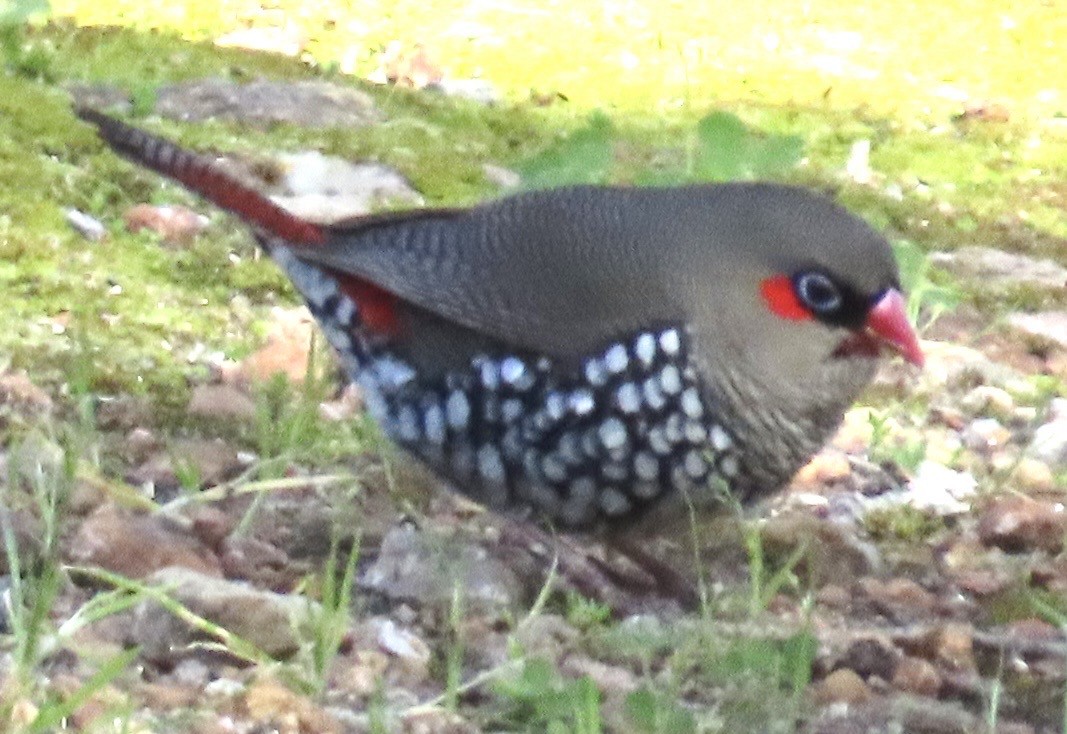 Red-eared Firetail - ML642408718