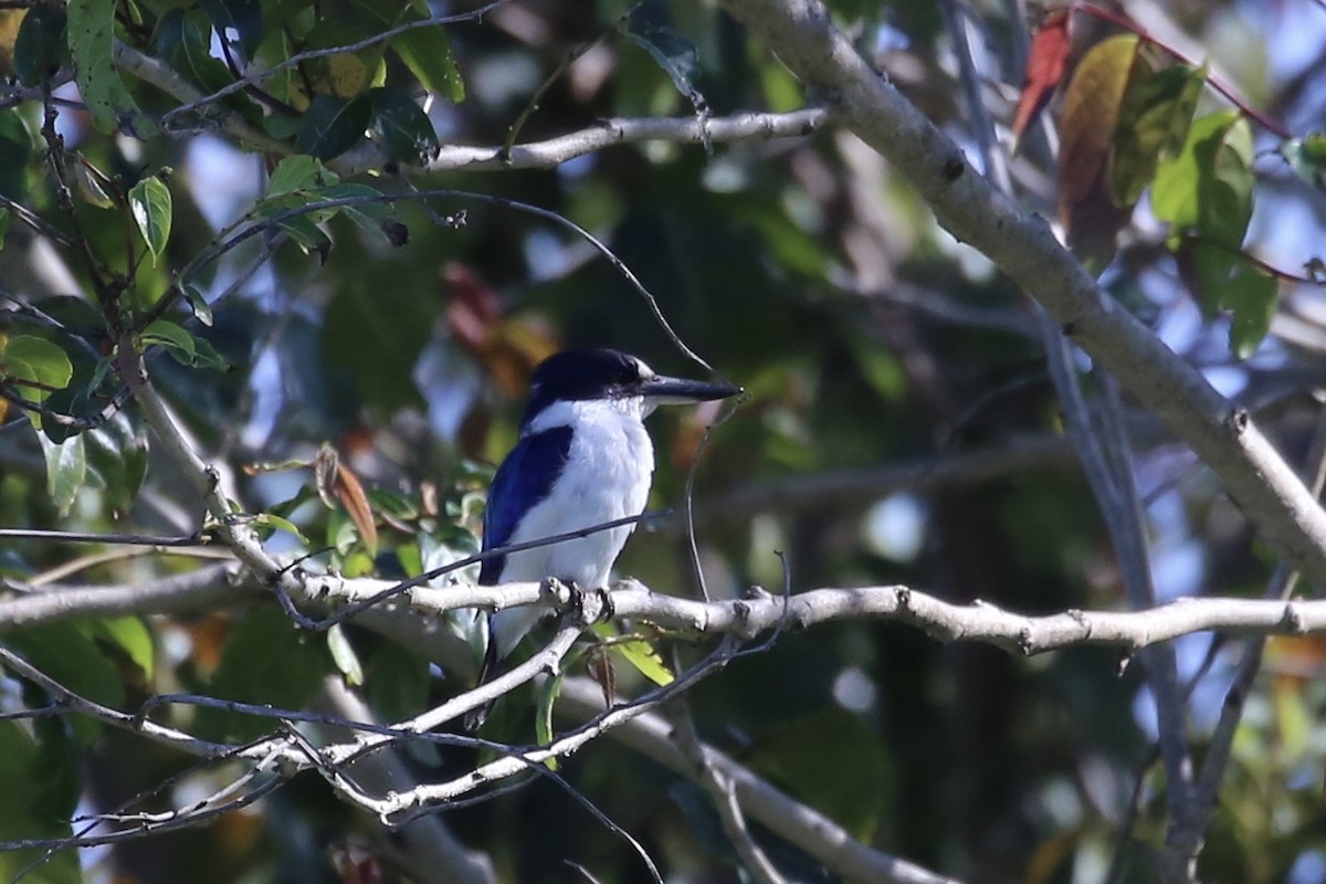 Forest Kingfisher - ML642408721