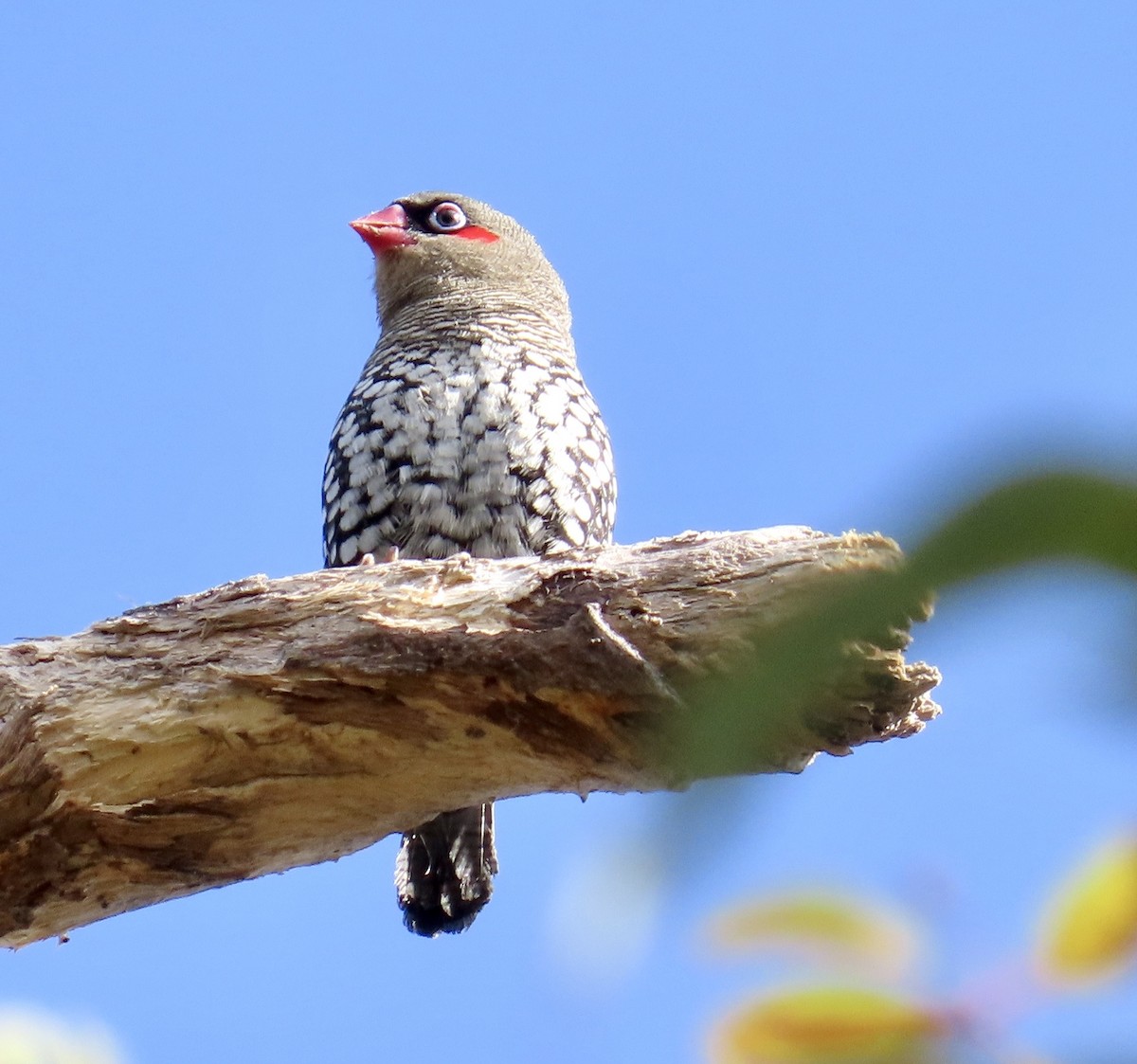 Red-eared Firetail - ML642408737