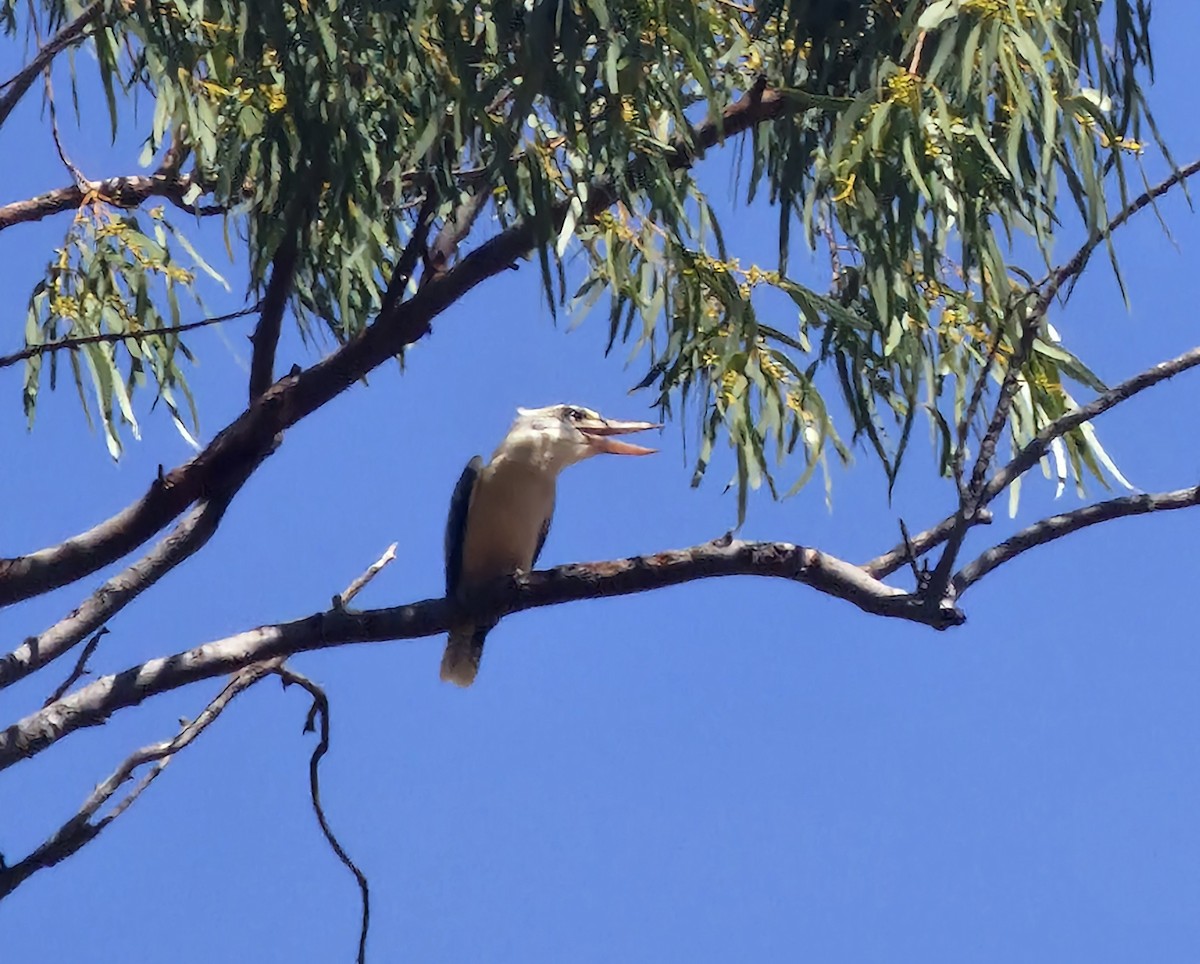 larmekokaburra - ML642408749