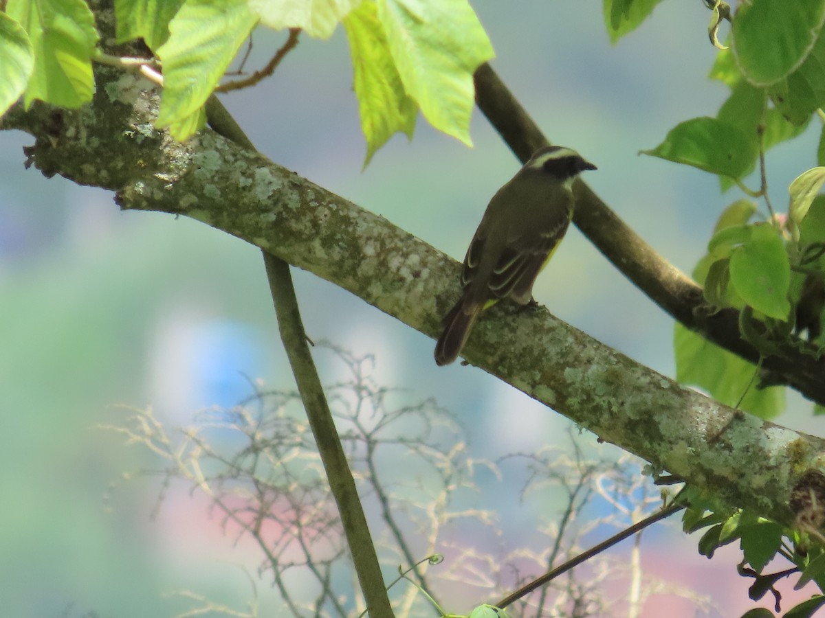 Social Flycatcher - ML642408758
