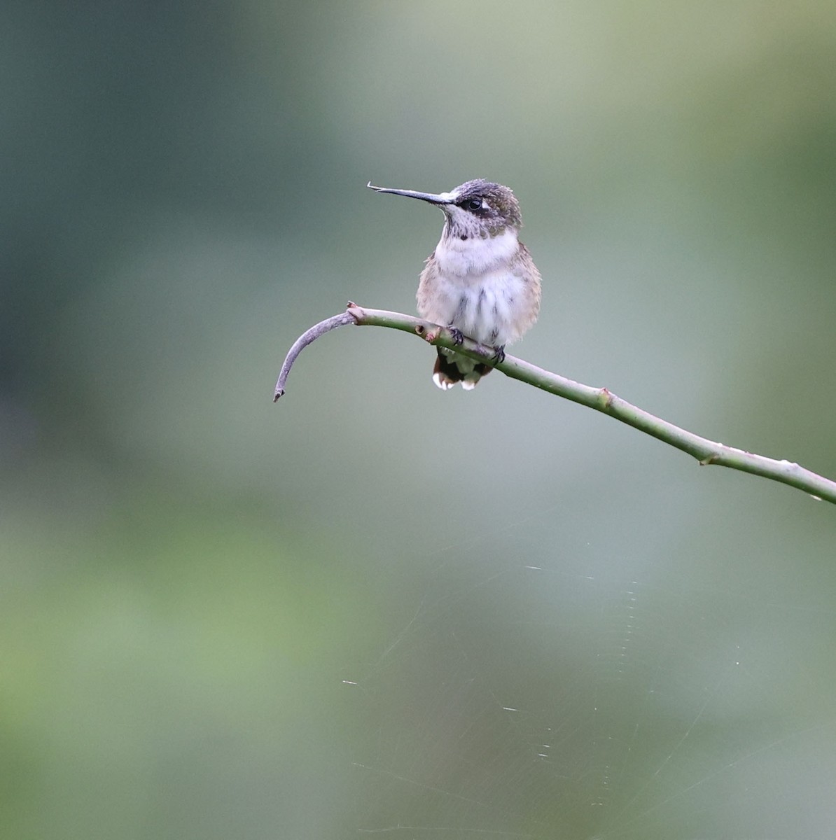 Ruby-throated Hummingbird - ML642408778