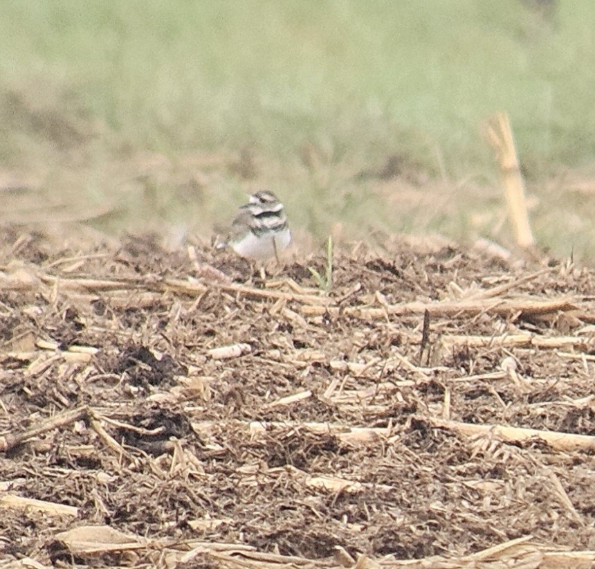 Killdeer - ML642408786