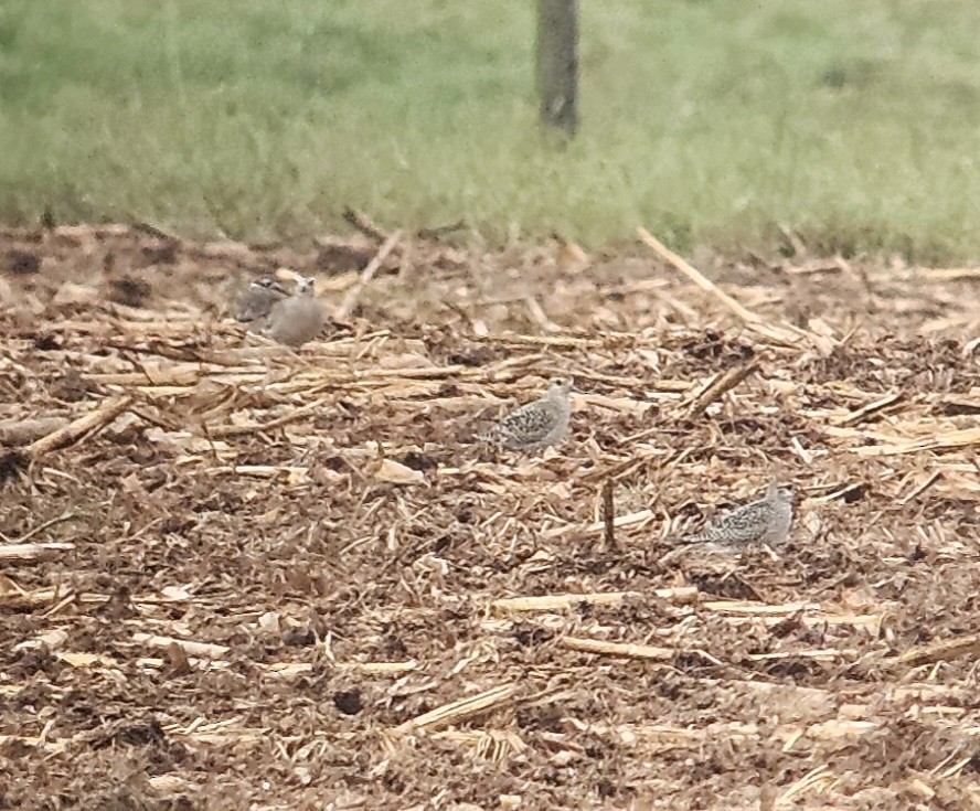 American Golden-Plover - ML642408789
