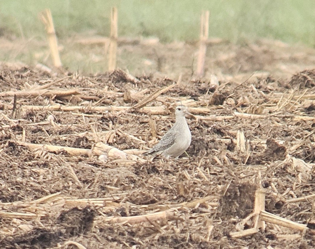American Golden-Plover - ML642408791