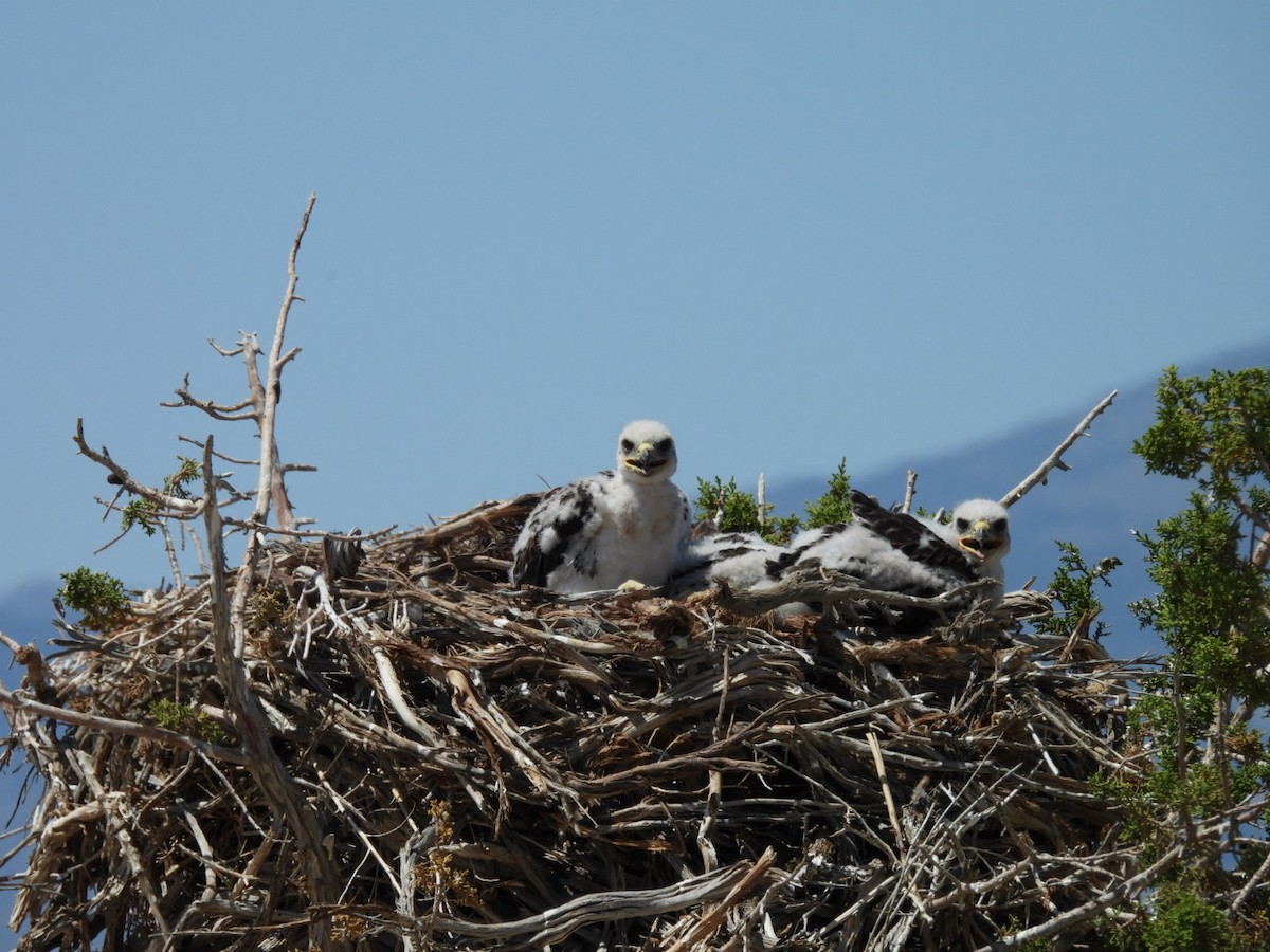 Königsbussard - ML642408794