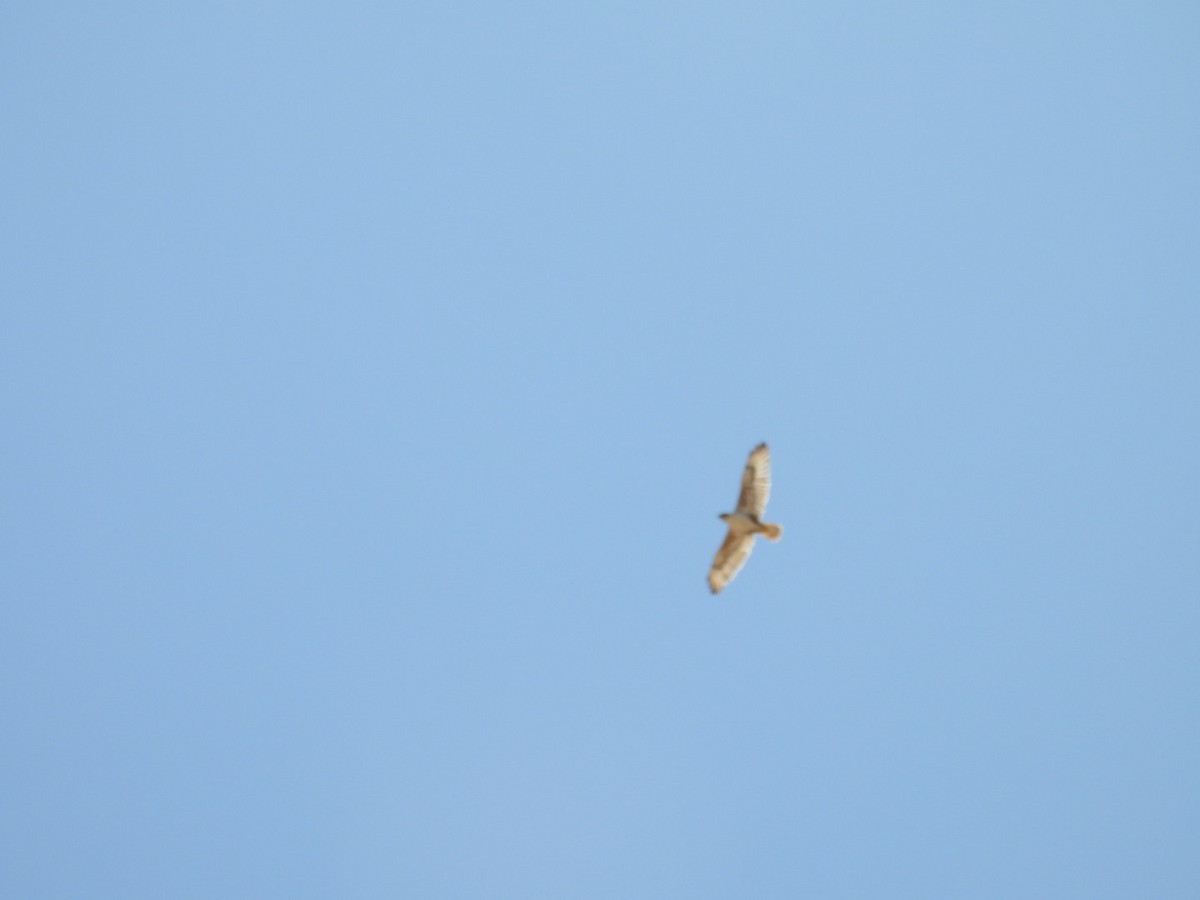 Königsbussard - ML642408796