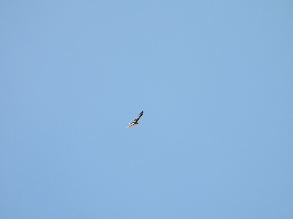 Königsbussard - ML642408797