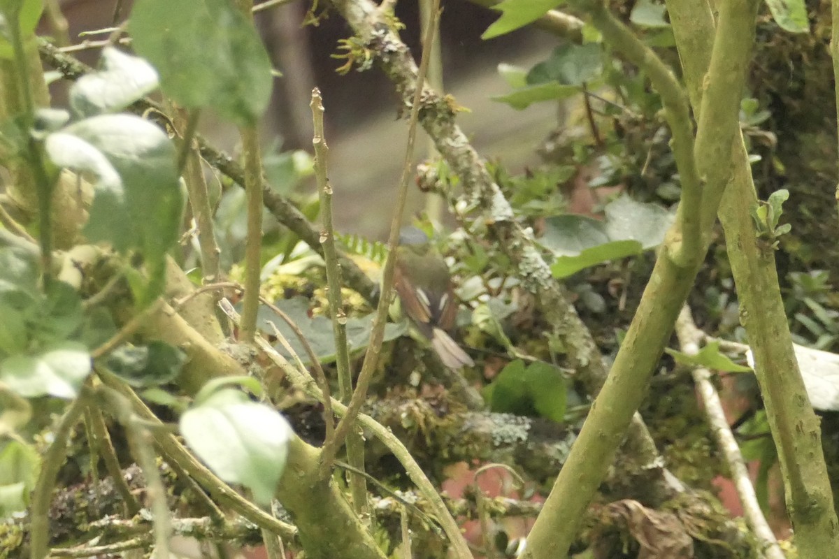 Barred Becard - ML642408825