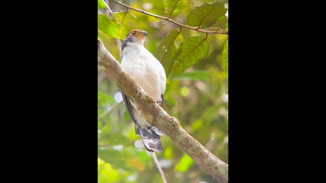 Slaty-backed Forest-Falcon - ML642408833