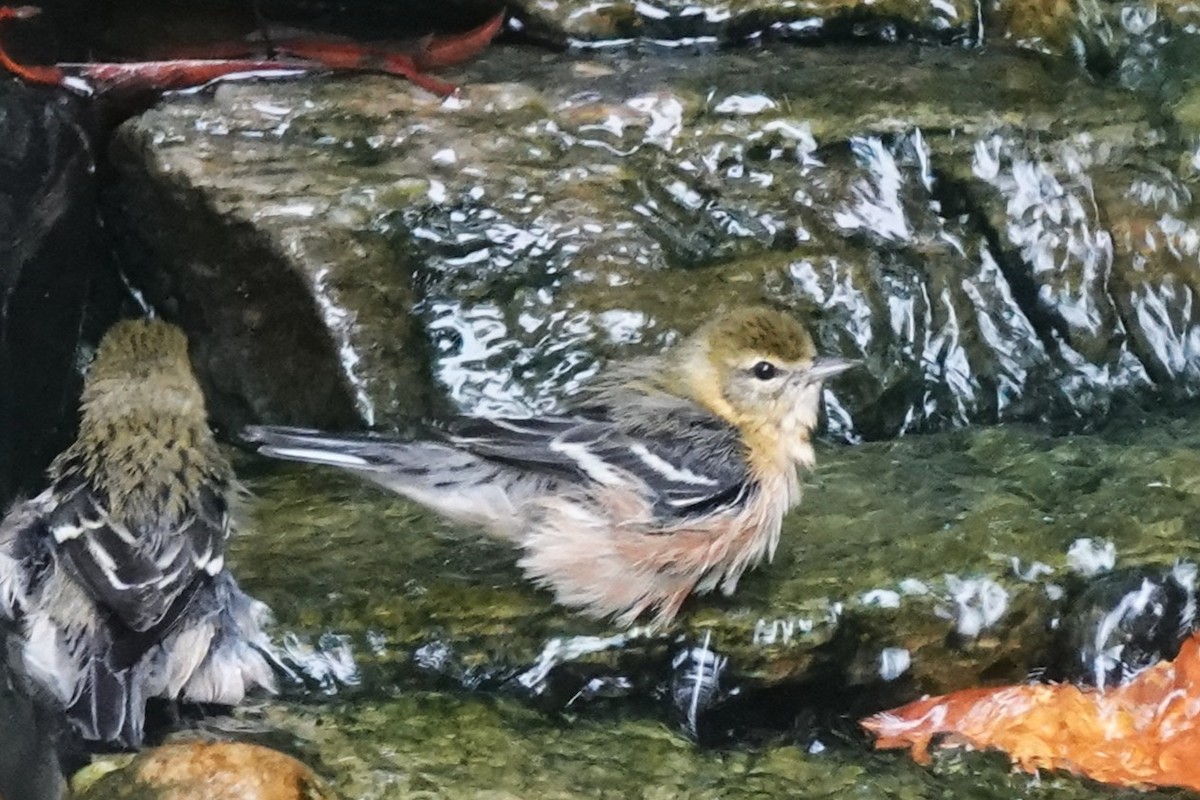 Bay-breasted Warbler - ML642408834