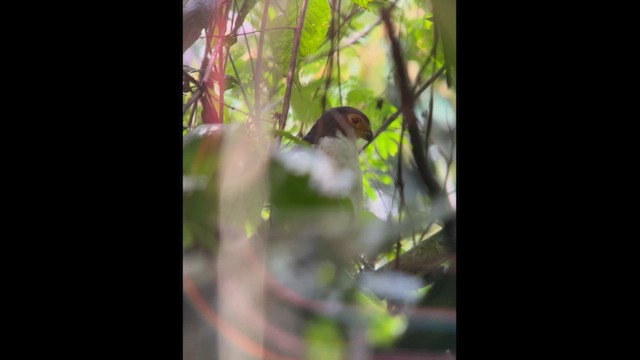 Slaty-backed Forest-Falcon - ML642408835