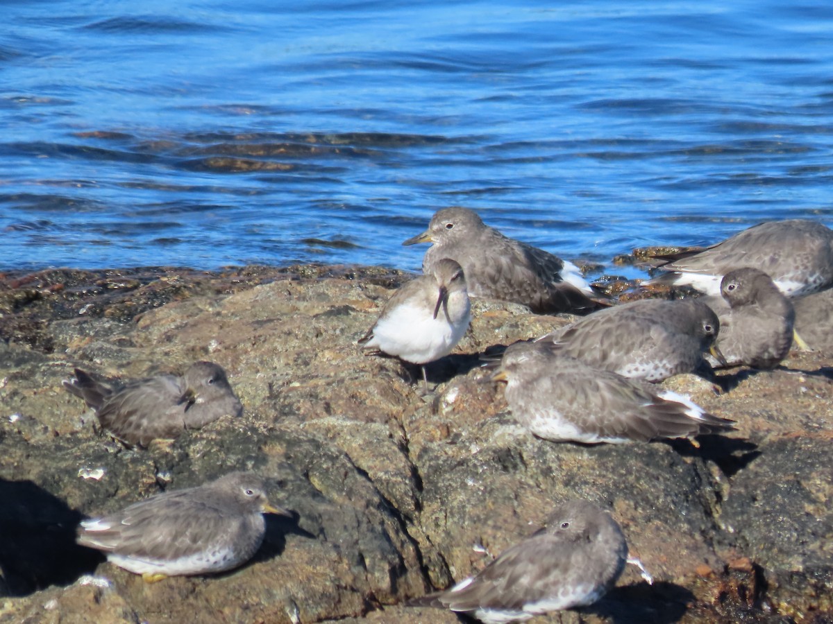 Dunlin - ML642408837