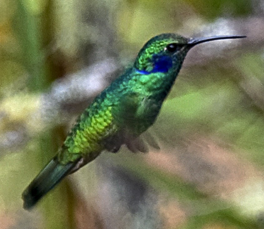 Colibri cyanote (cyanotus/crissalis) - ML642408838