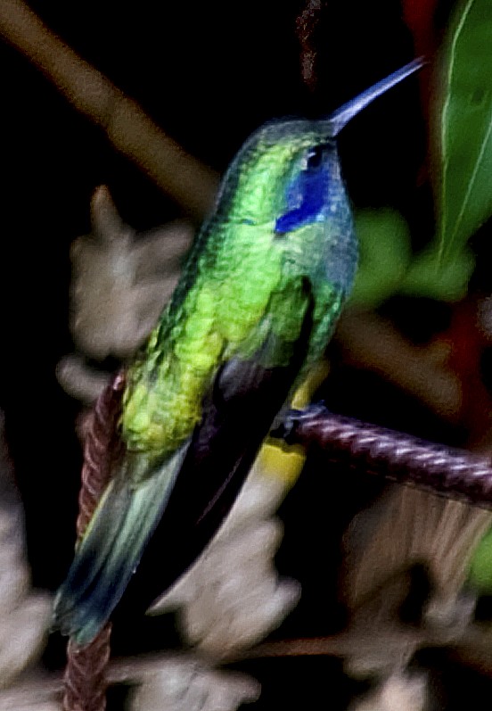 Colibri cyanote (cyanotus/crissalis) - ML642408839