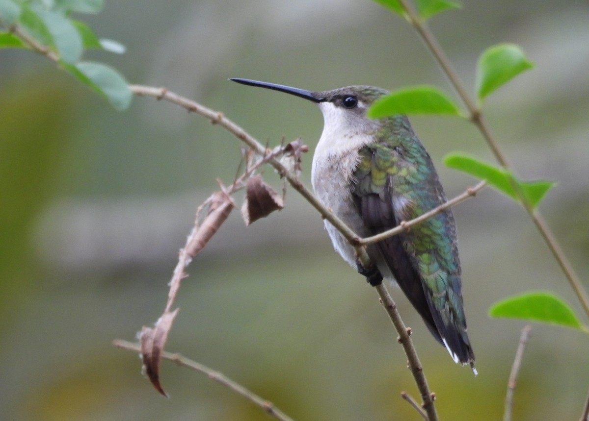 Ruby-throated Hummingbird - ML642408849