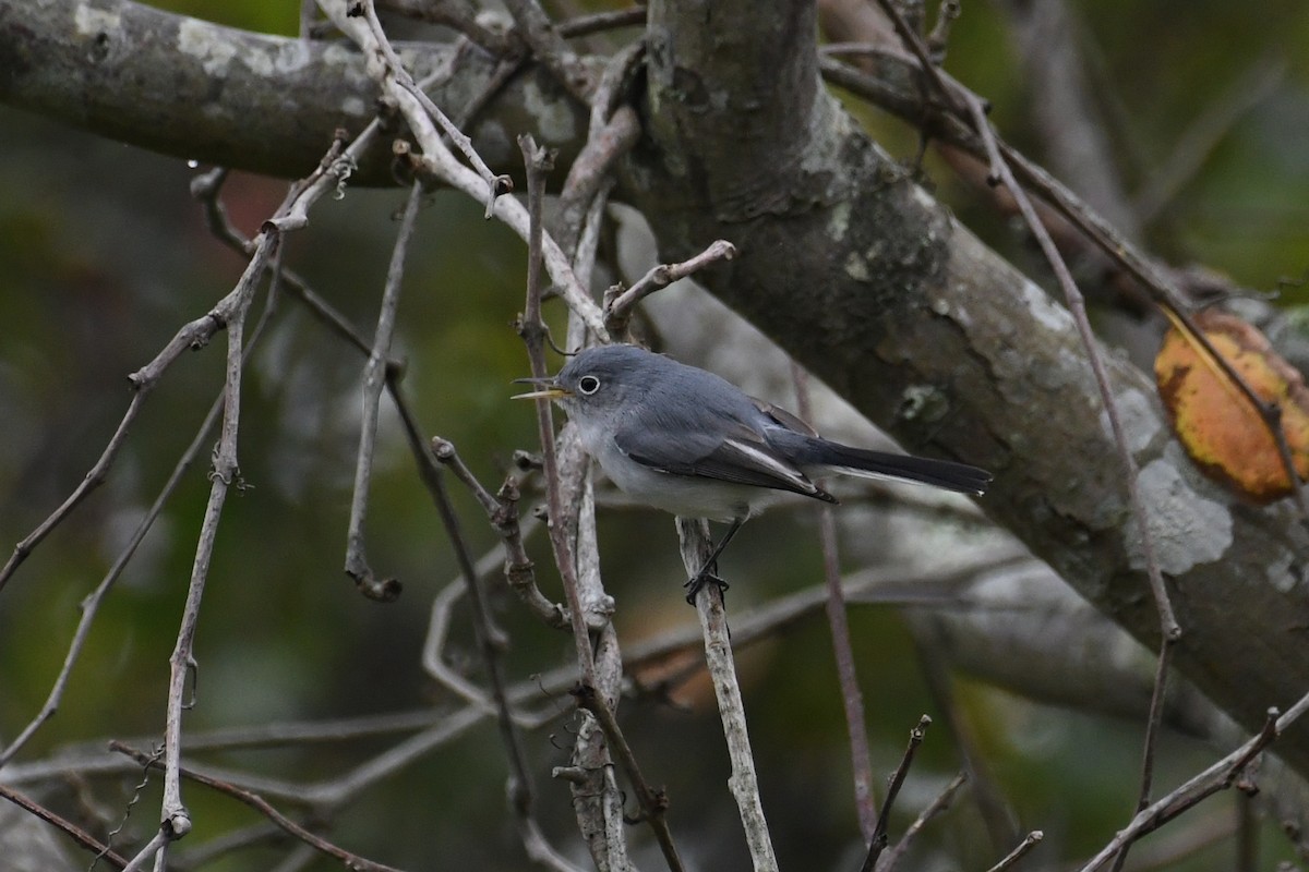 Blaumückenfänger - ML642408853