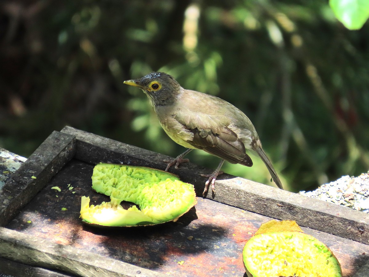 Spectacled Thrush - ML642408858