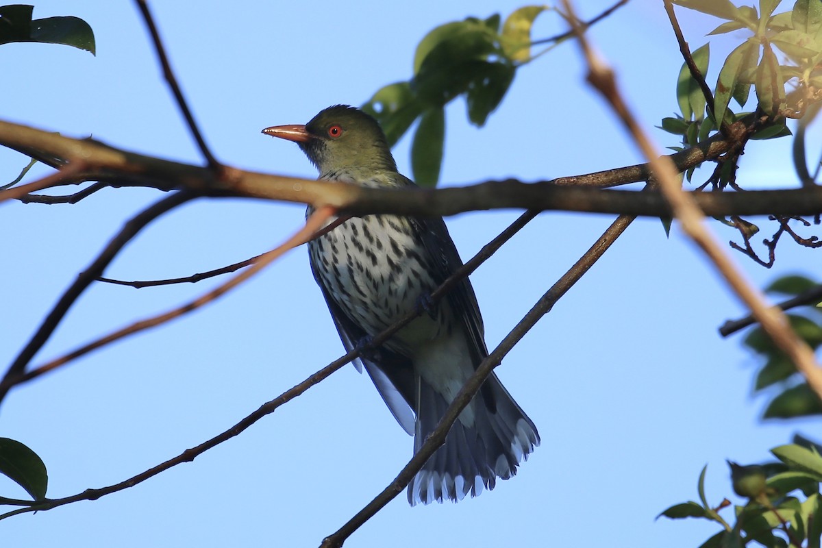 Olive-backed Oriole - ML642408866