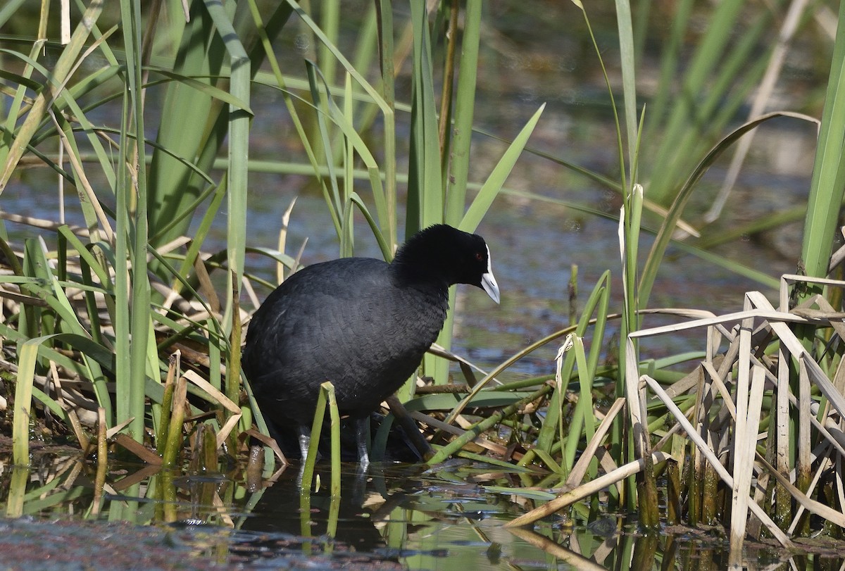 Eurasian Coot - ML642408886