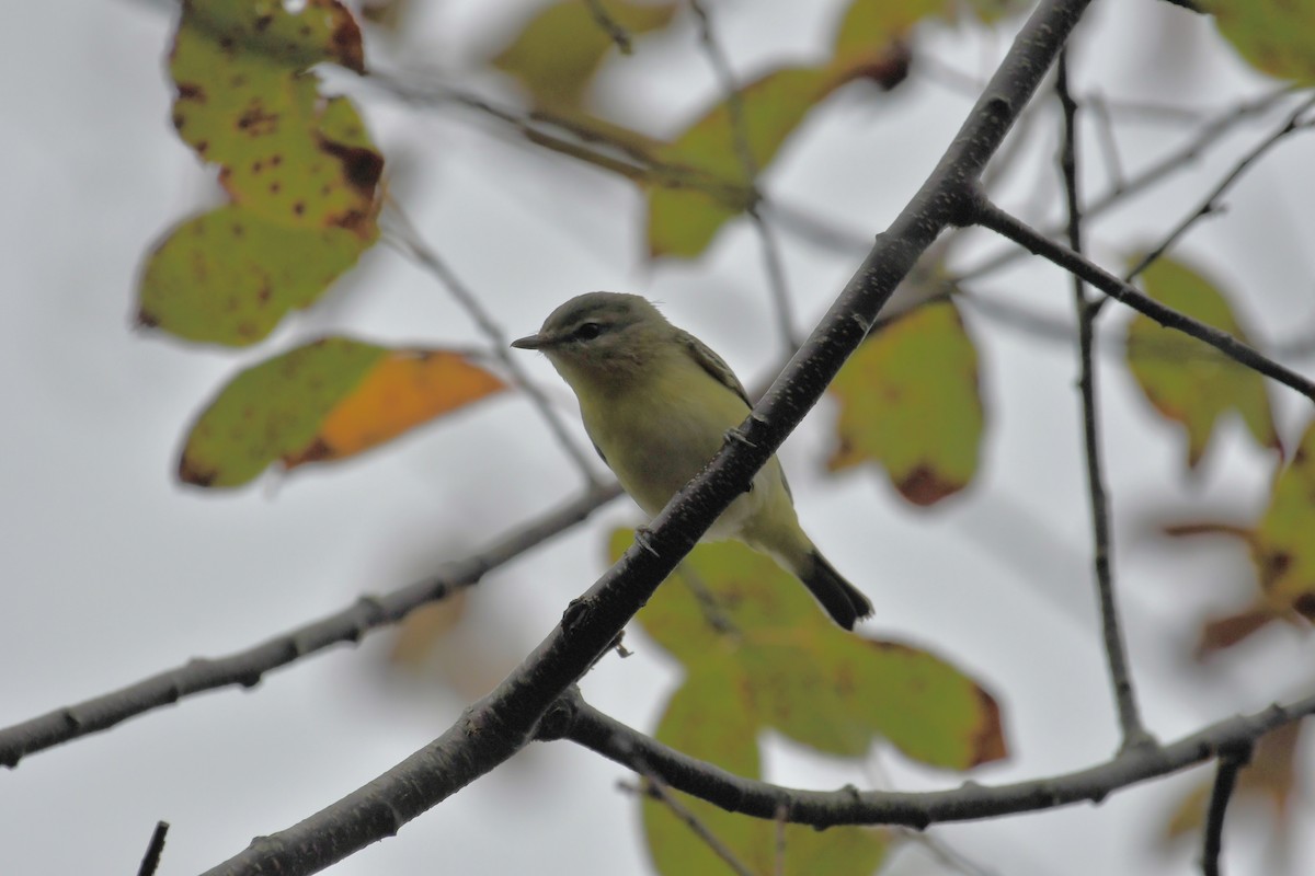 Philadelphia Vireo - ML642408896