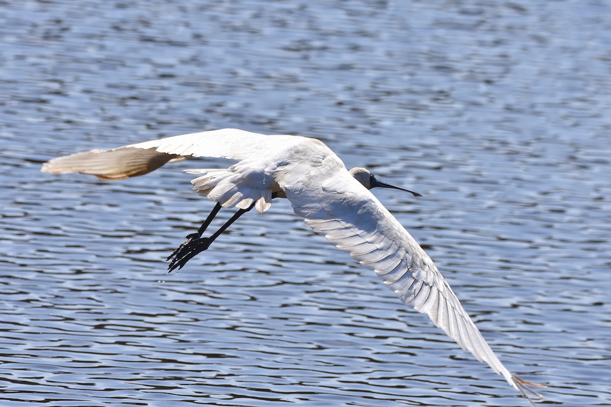 Royal Spoonbill - ML642408899