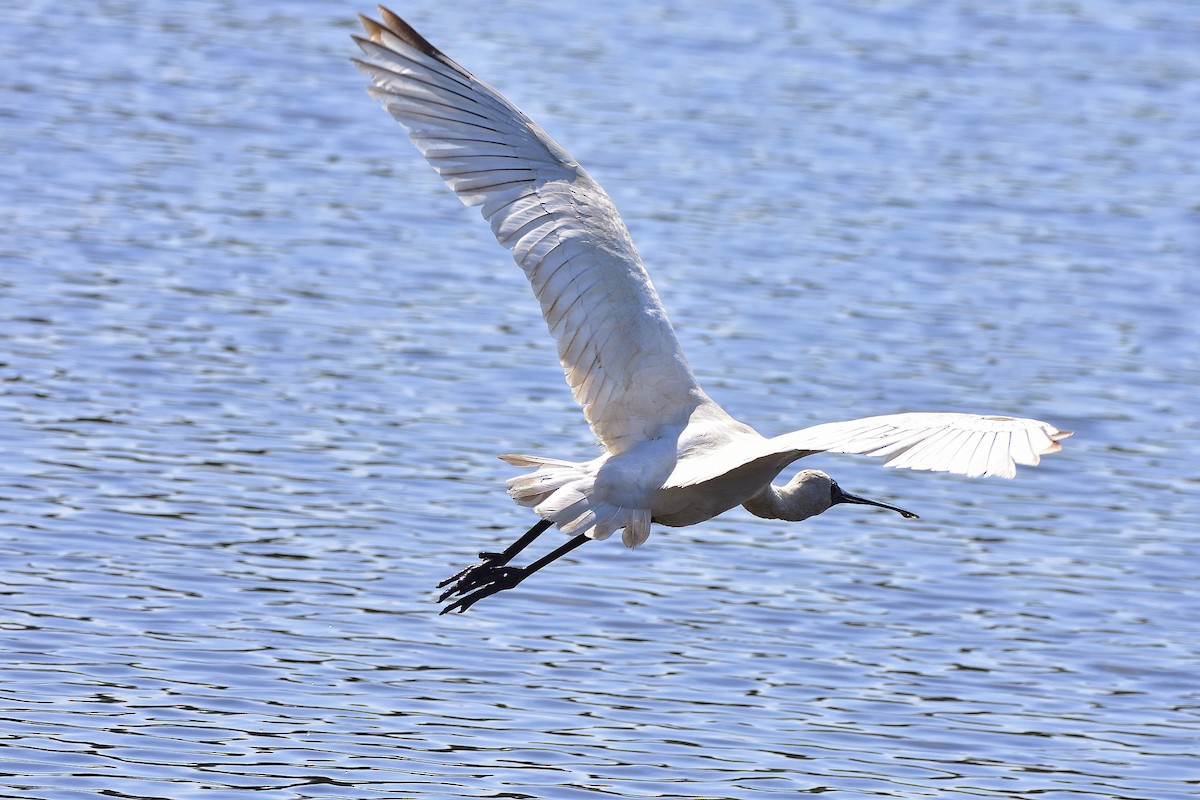 Royal Spoonbill - ML642408900