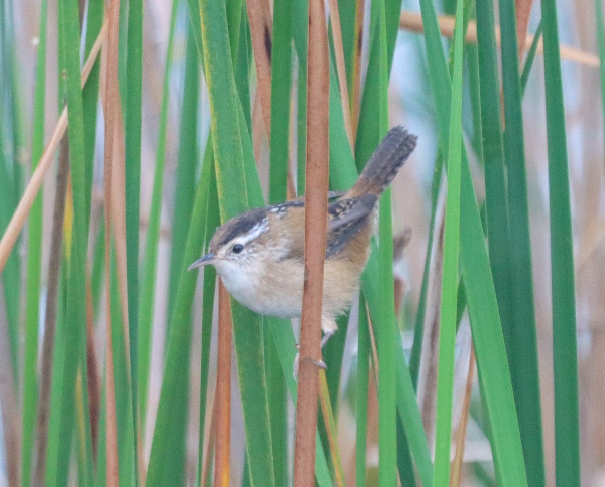 Marsh Wren - ML642408902