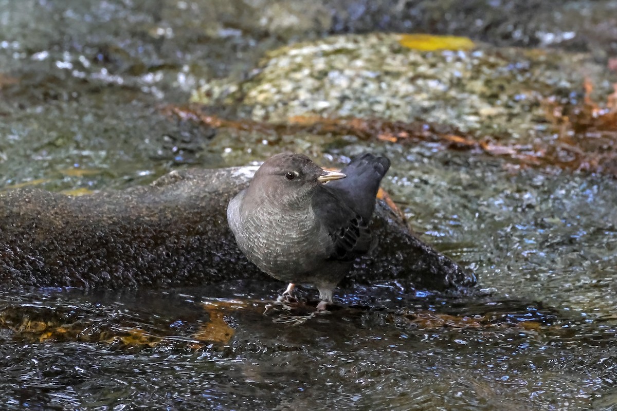 American Dipper - ML642408909