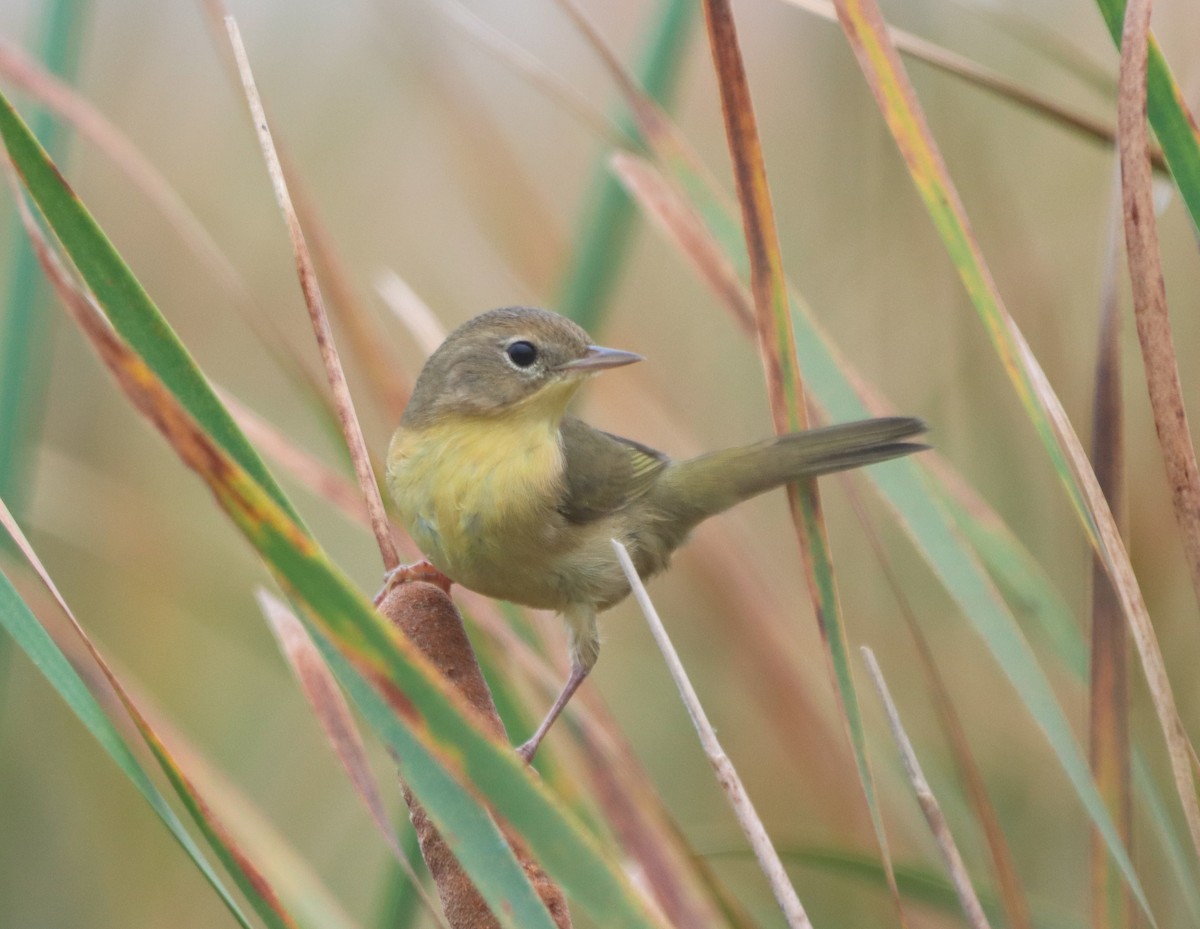 Common Yellowthroat - ML642408911