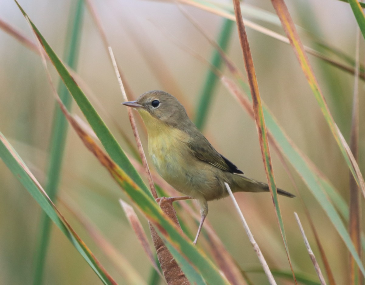 Common Yellowthroat - ML642408912