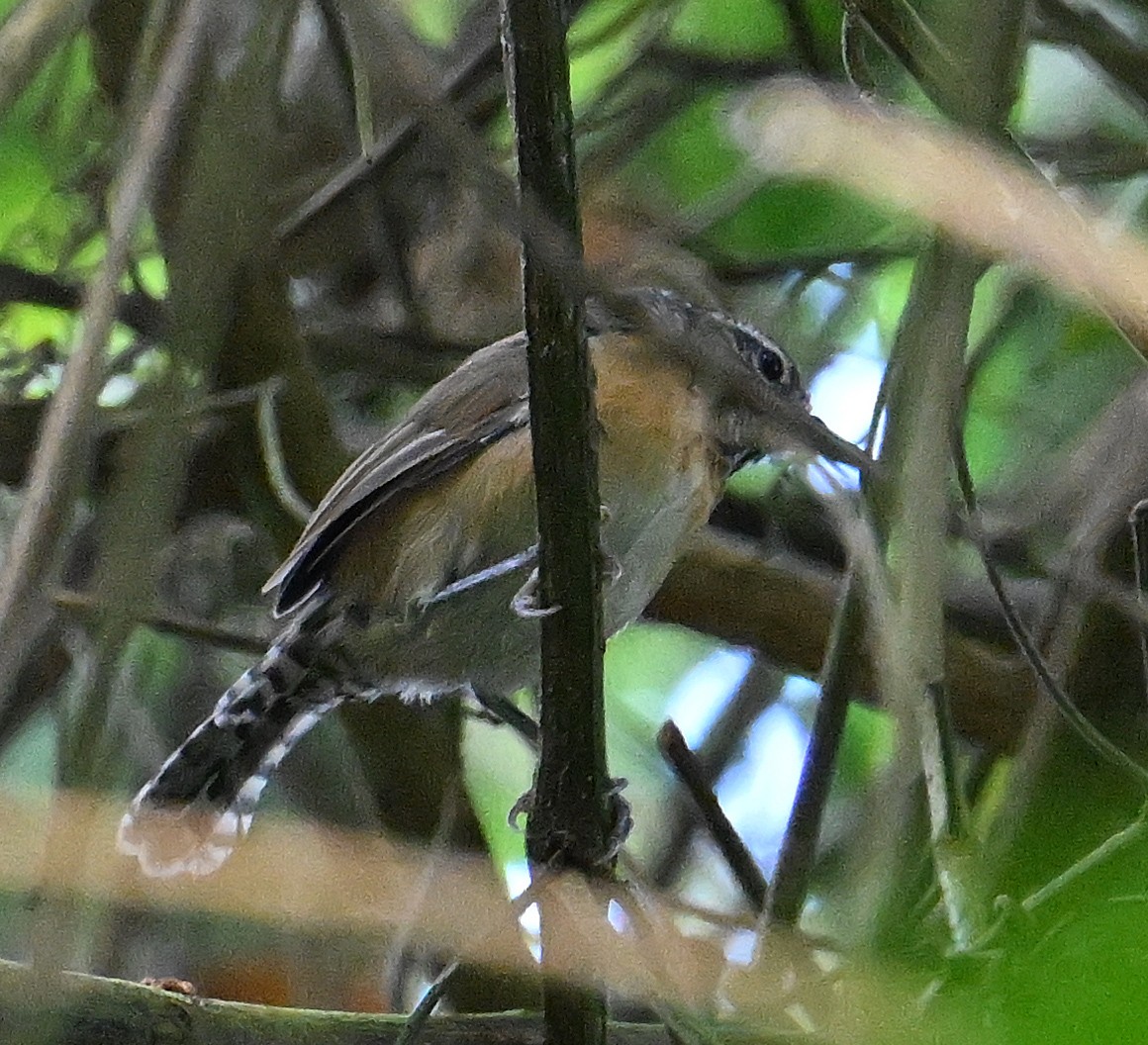 Rufous-breasted Wren - ML642408939
