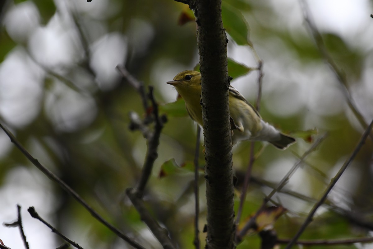 Blackpoll Warbler - ML642408945