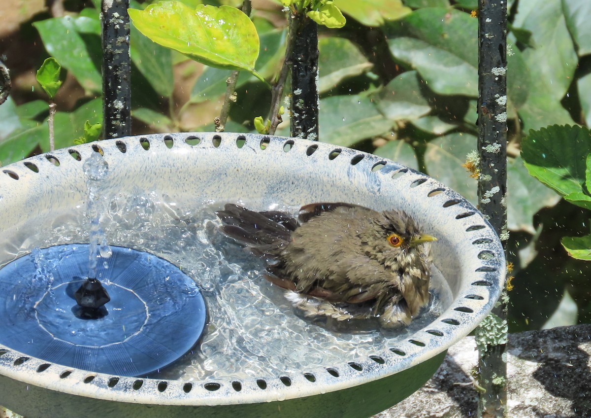 Spectacled Thrush - ML642408949