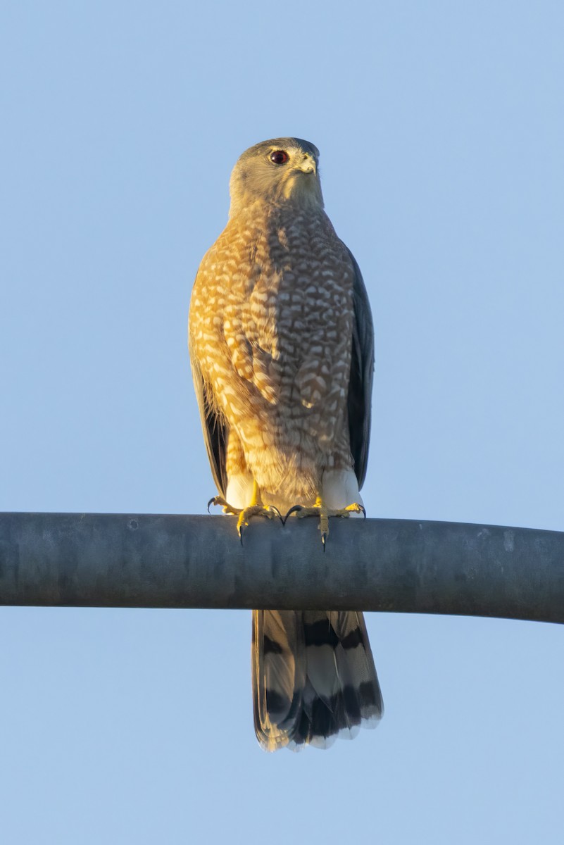 Cooper's Hawk - ML642408950