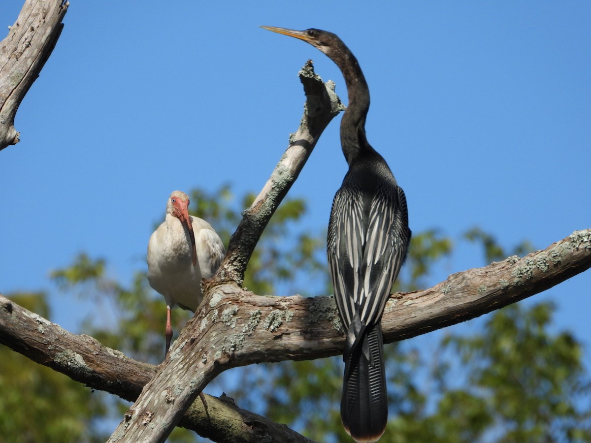 Anhinga - ML642408951