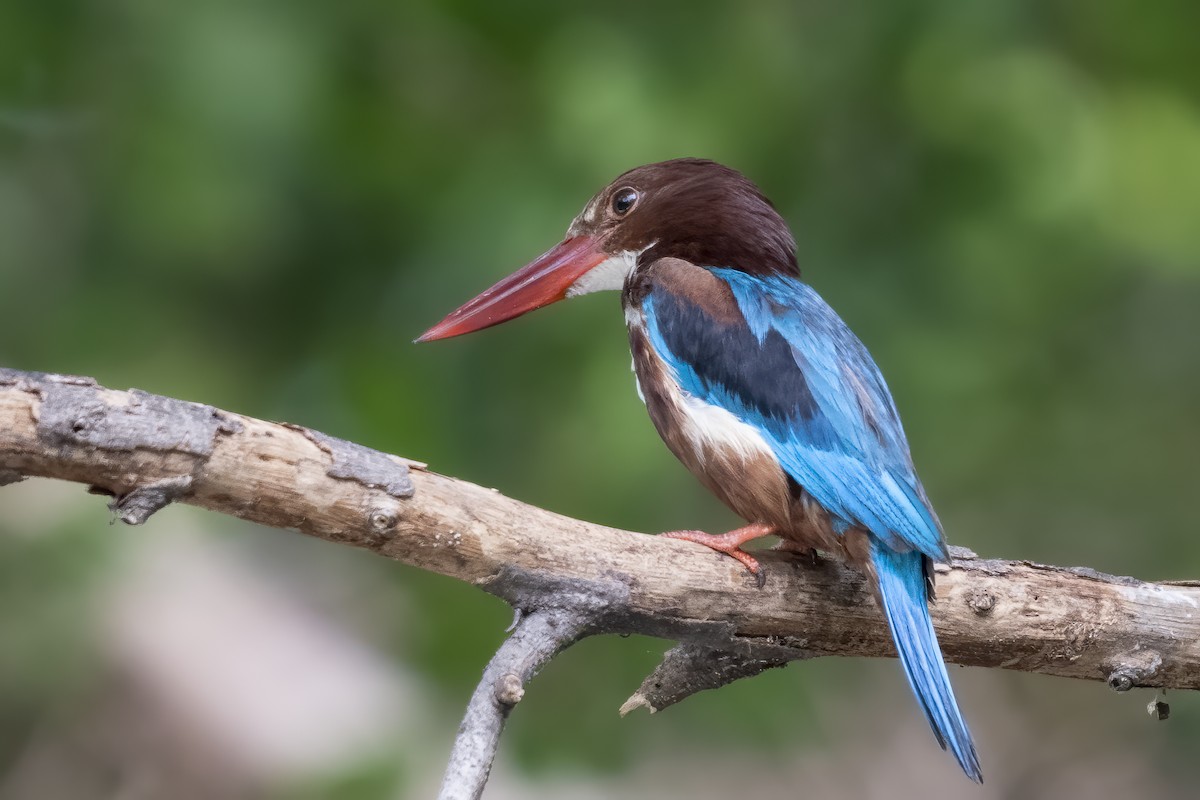 White-throated Kingfisher - ML642408956
