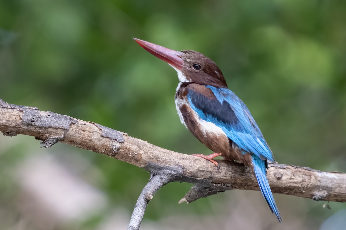White-throated Kingfisher - ML642408962