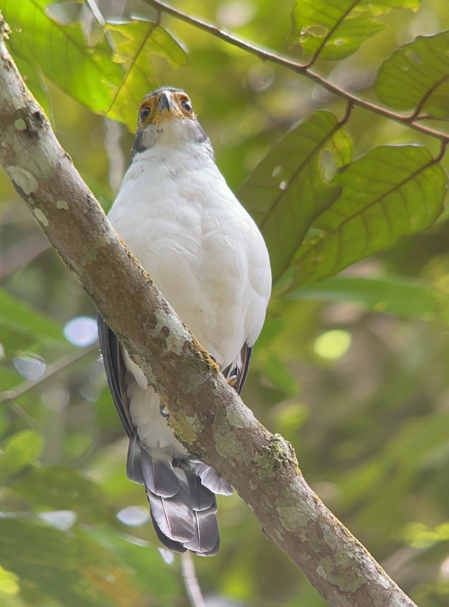 Slaty-backed Forest-Falcon - ML642408963