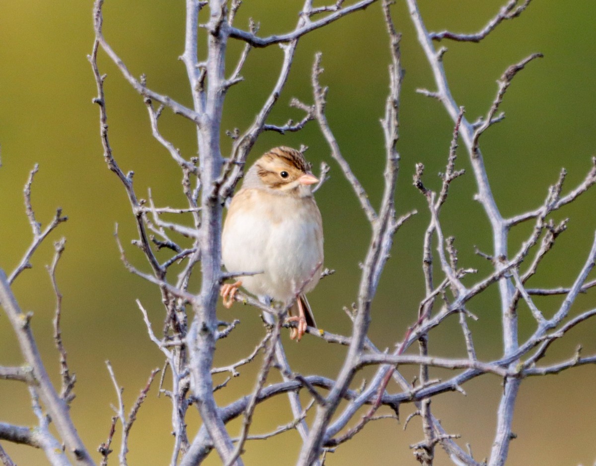 Clay-colored Sparrow - ML642408978