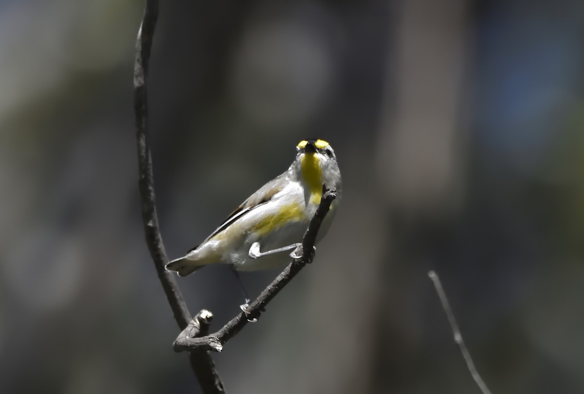 Striated Pardalote (Eastern) - ML642408979