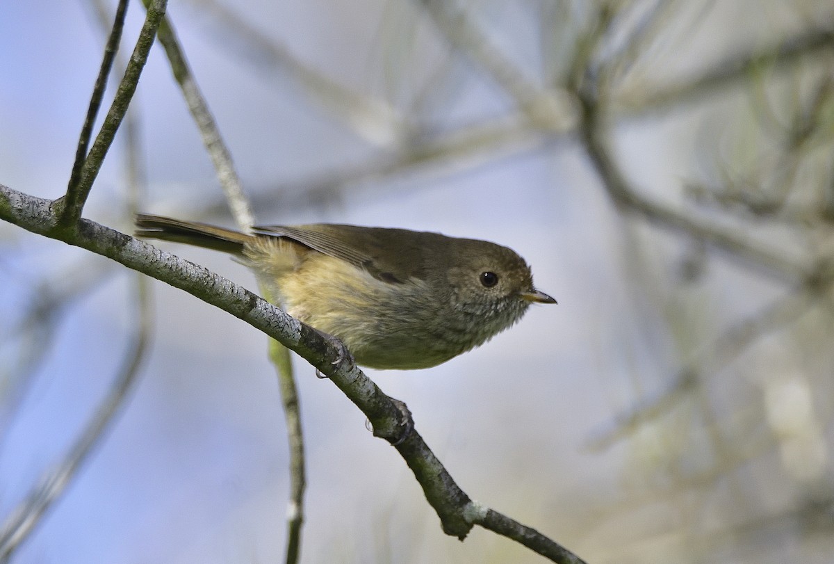 Brown Thornbill - ML642408985