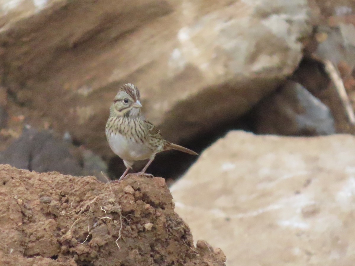 Lincoln's Sparrow - ML642408987